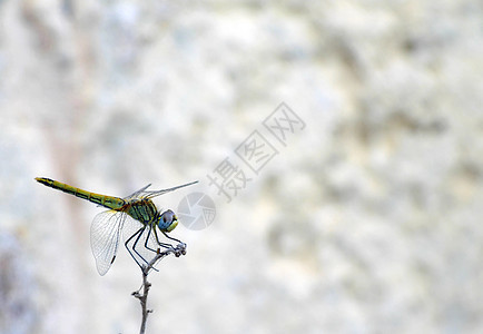 马耳他翅膀蜻蜓优美捕食者图片