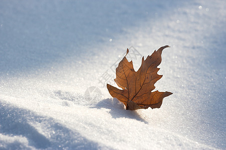 雪中的叶子图片