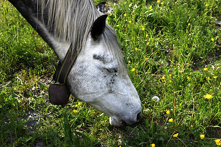 马吃马农村乡村绿色畜栏自然农场农业草地牧场脖子图片
