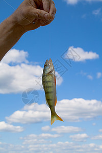 鱼食物淡水太阳生活蓝色尾巴爱好活动溪流男性图片