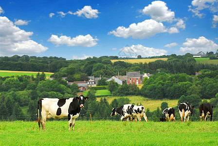 牧草中的牛群牛奶爬坡农村场景场地草地牧场国家丘陵土地图片