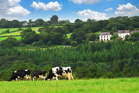 牧草中的牛群动物农业农村村庄斑点土地草地牧场场景爬坡图片