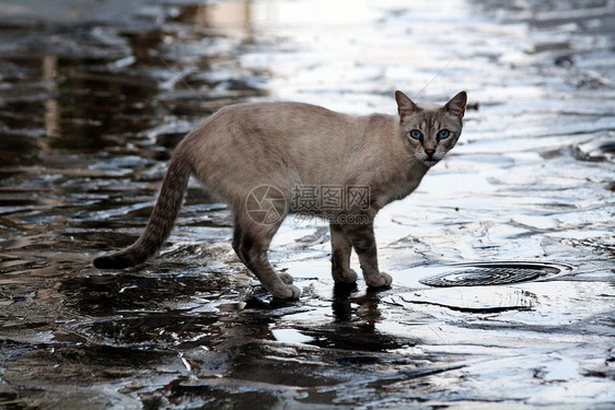 一只猫在雨中图片