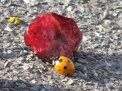 瓢虫岩石阴影食物阳光斑点太阳水果味道幸福宠物背景图片