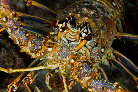 龙虾甲壳海洋海洋生物潜水动物背景图片