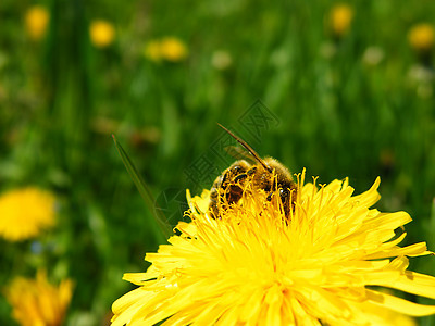 工作时的蜜蜂天堂食品绿色昆虫狮子黄色草地自由生物学救济背景图片