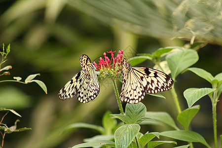 两只斑马蝴蝶图片