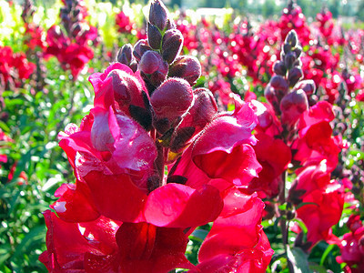 花园中的红花季节园艺花朵植物群绿色紫色植物花瓣叶子红色图片
