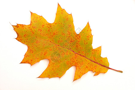 叶子季节棕色树叶公园树木背景图片