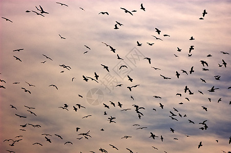天空中的鸟儿戏剧性海鸥动物飞行日落黑色背景图片