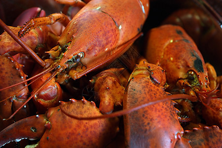龙虾动物餐厅午餐甲壳螃蟹蒸汽野餐美食海洋天线图片