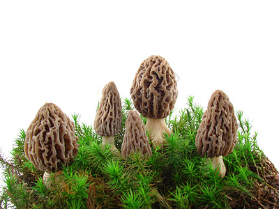 蘑菇菌类食物土壤黑色美味海绵苔藓白色季节营养图片