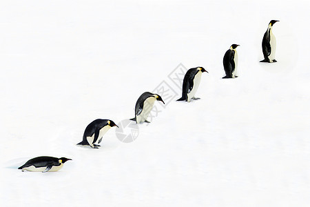 企鹅皇帝的进化生长生物学进步历史顺序时间学位荒野成功野生动物图片