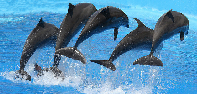 海豚哺乳动物脚蹼蓝色海洋海浪游泳图片