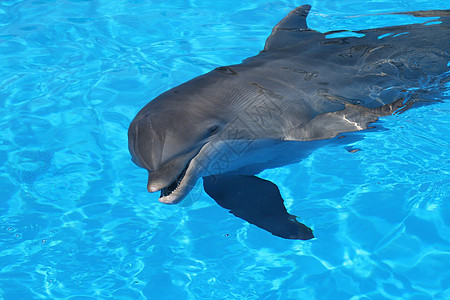 海豚海浪蓝色脚蹼海洋游泳哺乳动物图片