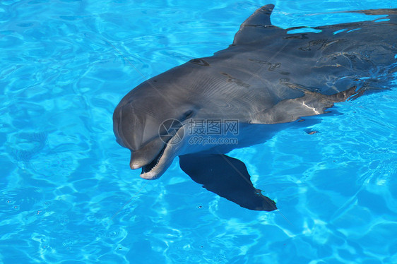 海豚海浪蓝色脚蹼海洋游泳哺乳动物图片