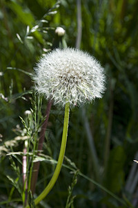 达当量植物群植物花朵绿色种子草地生长生活白色植物学图片