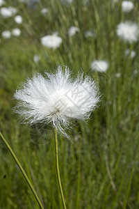 棉花草流苏沼泽叶子绿色棉草宏观白色野花种子棉布图片