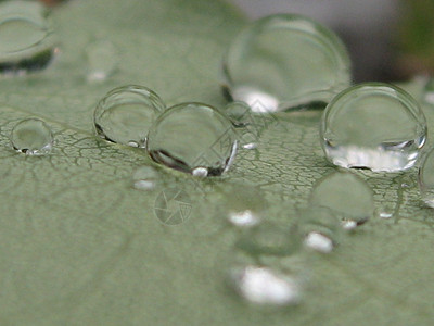 雨滴太阳雨珠地球仪绿色魔法叶子水球水晶球图片