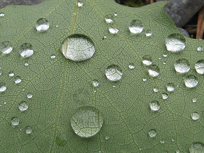 雨滴绿色地球仪叶子水球雨珠太阳魔法水晶球图片