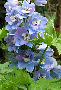 蓝花草药植物树叶背景图片