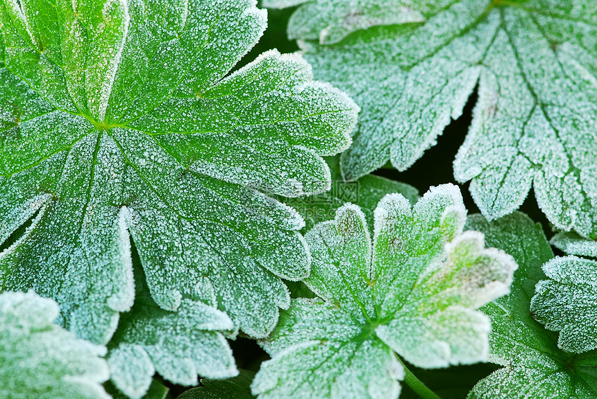 霜叶叶清凉植物学水晶季节树叶叶子冷冻植物宏观花园图片