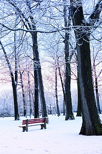 冬季公园寂寞支撑孤独长椅分支机构树木长凳小路海滩季节图片