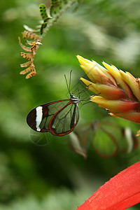 树上蝴蝶野生动物翅膀宏观昆虫绿色花园图片