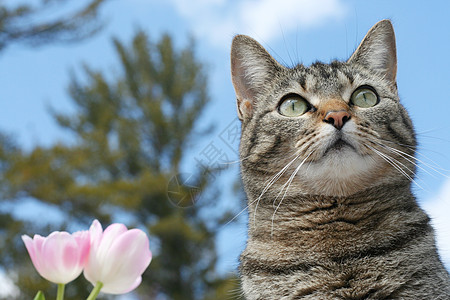 凯蒂猫乐园春天在花园的凯蒂蓝色粉色玫瑰猫咪晴天灰色猫科红色哺乳动物郁金香背景