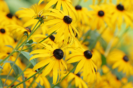 Echinacea 悖论 黄锥花植物学晴天锥体射线金光花瓣团体场地花园黄色图片