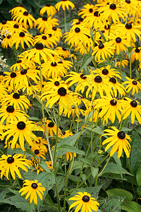 Echinacea 悖论 黄锥花晴天金光场地射线植物学花园锥体花瓣团体黄色图片