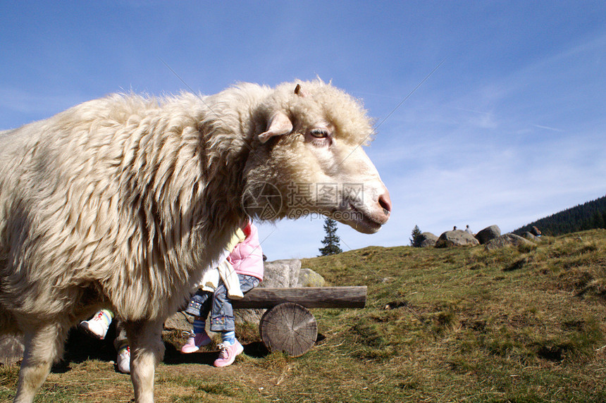 羊羊毛兽耳主题卷发羊群风光牧场动物柔软度野生动物图片