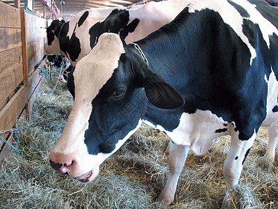乳牛体重动物耳朵斑点蓝色奶制品国家牛奶家畜乳房图片