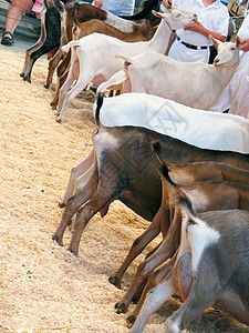 山羊排队背景图片