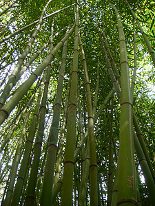 高竹竹背景图片