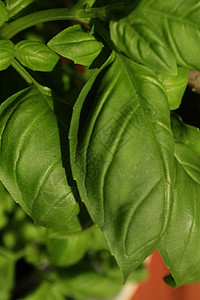 草药叶子绿色食物烹饪背景图片