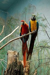 鹦鹉树叶动物红色羽毛黑色女性艺术爪子栖息黄色图片