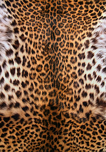 豹皮皮肤野生动物设计师毛皮织物外套绒毛衣服打印荒野棕色图片
