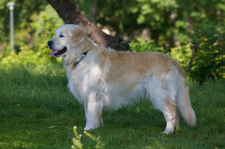 金金检索器灌木丛猎狗长头发宠物家畜绿色公园太阳动物犬类图片