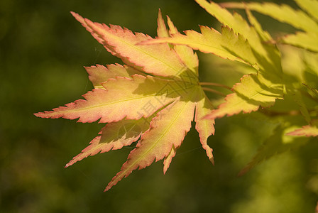 日文绿叶红色宏观森林树木叶子绿色图片