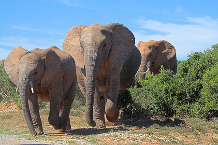 非洲灌木中大象尾巴耳朵家庭荒野区系身体哺乳动物濒危野生动物力量图片