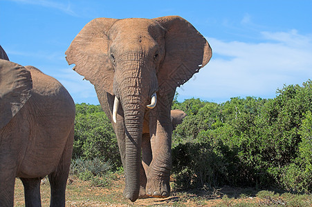 非洲灌木中大象男性獠牙区系树干荒野巨头尾巴力量动物濒危图片
