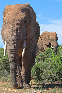 非洲灌木中大象耳朵濒危食草怪物家庭区系力量动物野生动物巨头图片