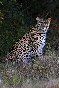 豹座豹子斑点动物毛皮眼睛食肉力量野生动物尾巴胡须图片