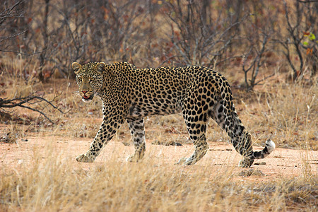 豹型哺乳动物耳朵猫咪力量荒野猎人危险胡须动物斑点图片