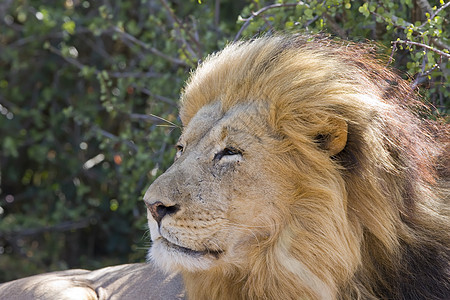 狮子荒野牙齿野生动物眼睛动物毛皮危险王国猫咪哺乳动物图片