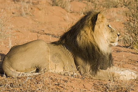 雄狮狮子会毛皮猎人猫咪眼睛哺乳动物豹属野生动物危险动物王国图片