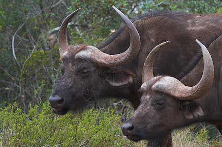Buffalo 凝视动物旅行统治力植物食草动物群野生动物区系喇叭力量图片