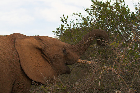 喂食大象植物怪物巨头动物群身体力量旅行象牙野生动物区系图片