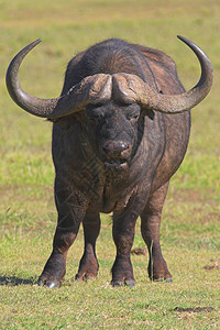 水牛角野牛野生动物植物巨头食草动物群动物区系旅行哺乳动物图片